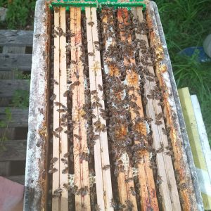 Essaim d’abeilles regroupées en grappe lors d’un essaimage naturel, illustrant la reproduction et la vitalité de la colonie