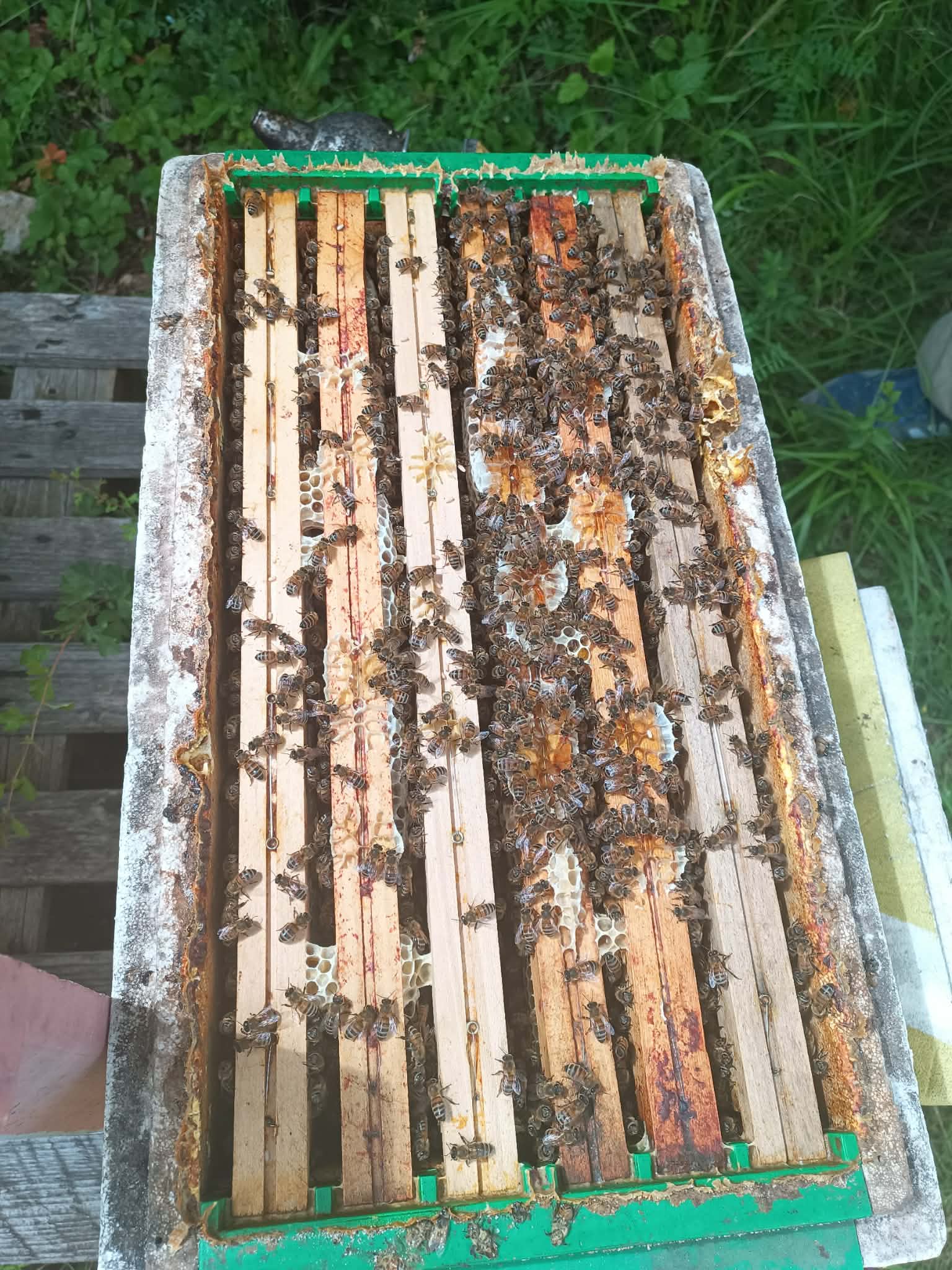 Essaim d’abeilles regroupées en grappe lors d’un essaimage naturel, illustrant la reproduction et la vitalité de la colonie