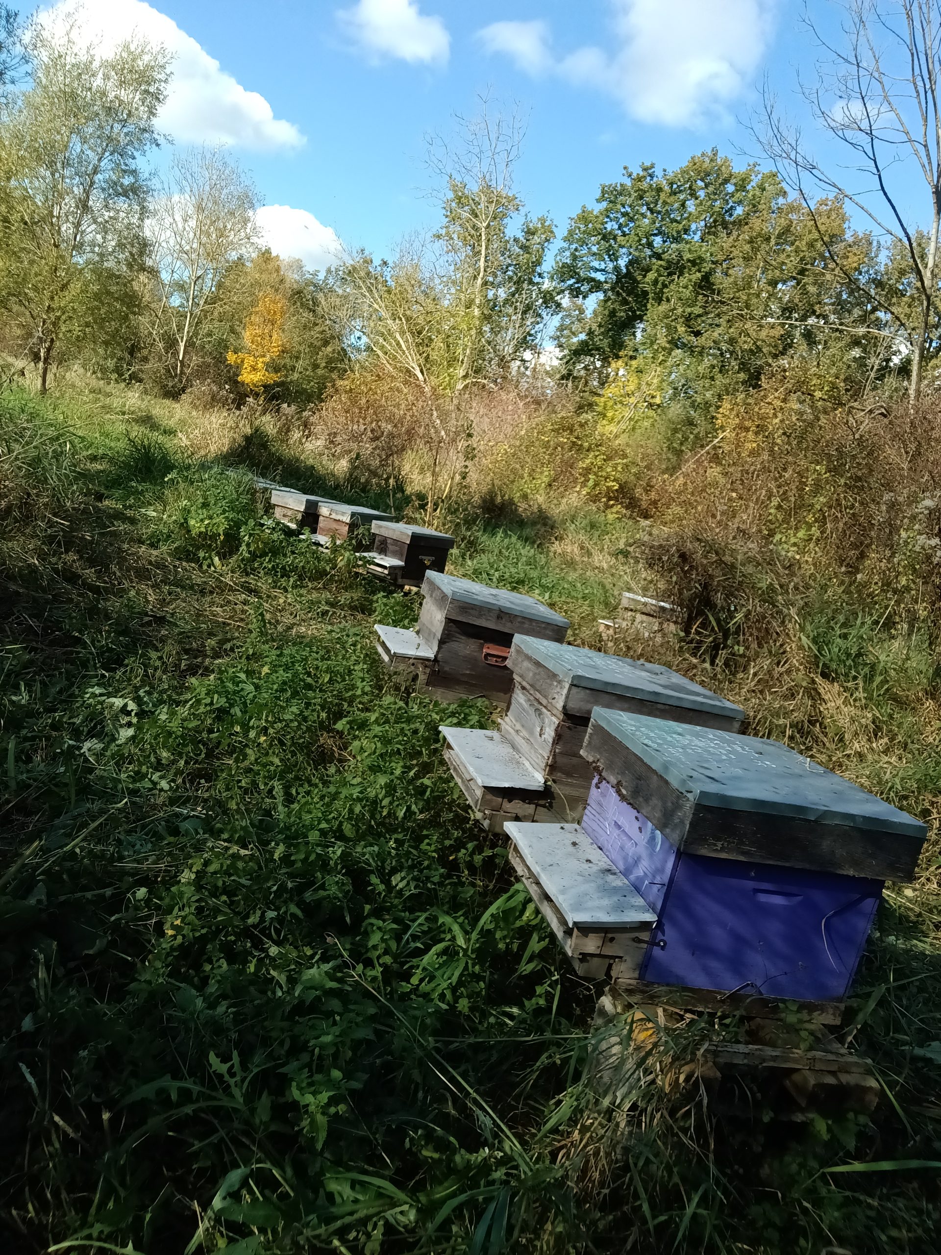 Rucher apicole avec plusieurs ruches, entretenu avec soin pour le bien-être des abeilles et la production de miel artisanal