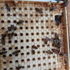 Reine fécondée prête à être introduite dans une ruche orpheline ou pour créer une nouvelle colonie, élevée localement par BeeHappyDDel