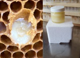 Gelée royale fraîche issue d’une production apicole artisanale, récoltée avec soin par une apicultrice locale